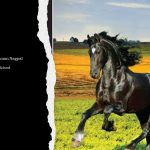 Image depicting the book review of black beauty