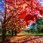 Image depicting red tree, colourful, garden trees, landscape
