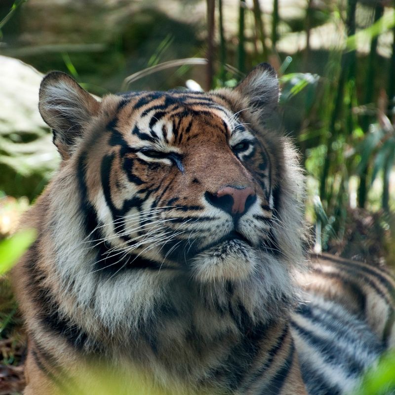 Image depicting tiger who under animal healthcare was operated in the eye