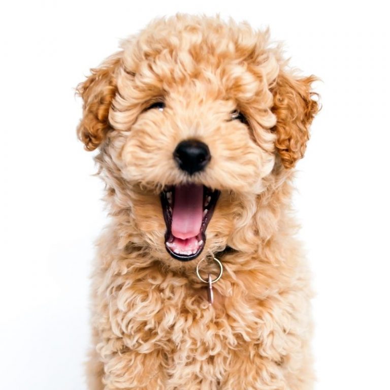 Animals laugh like humans! Science says so. | Curious Times