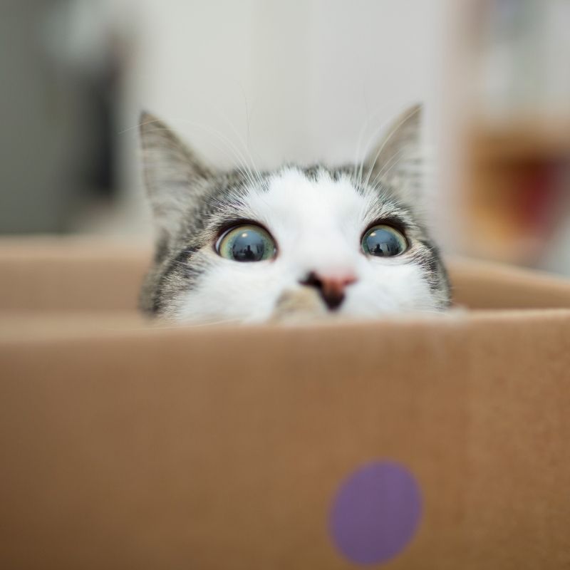 Image depicting Animal behaviour: Cats love to sit inside empty boxes, even "fake" ones