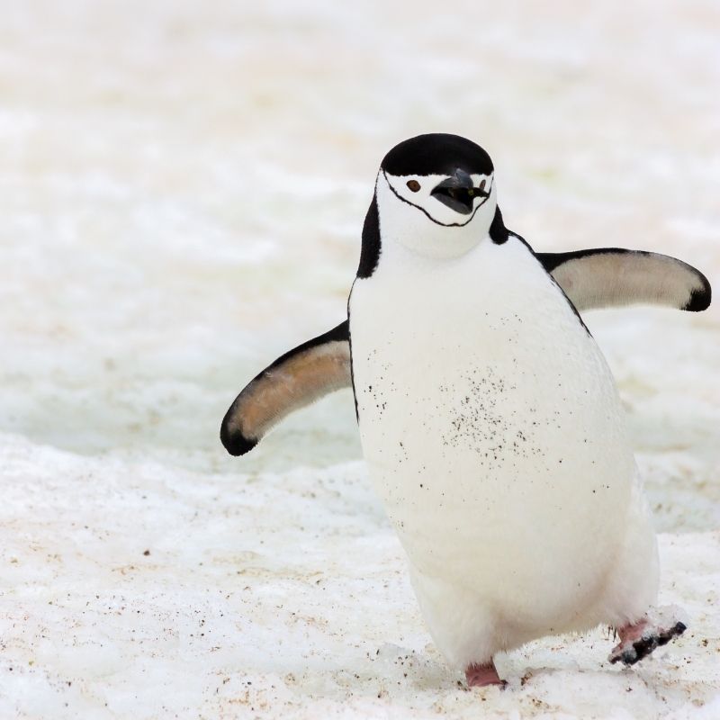 Image depicting a penguin in Antarctica