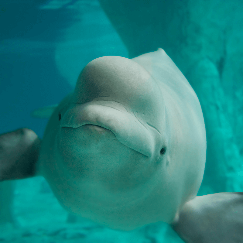 Image depicting a beluga whale talk to a boy in an aquarium