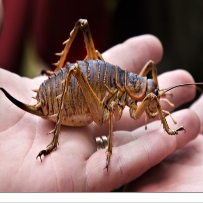 Image depicting giant weta