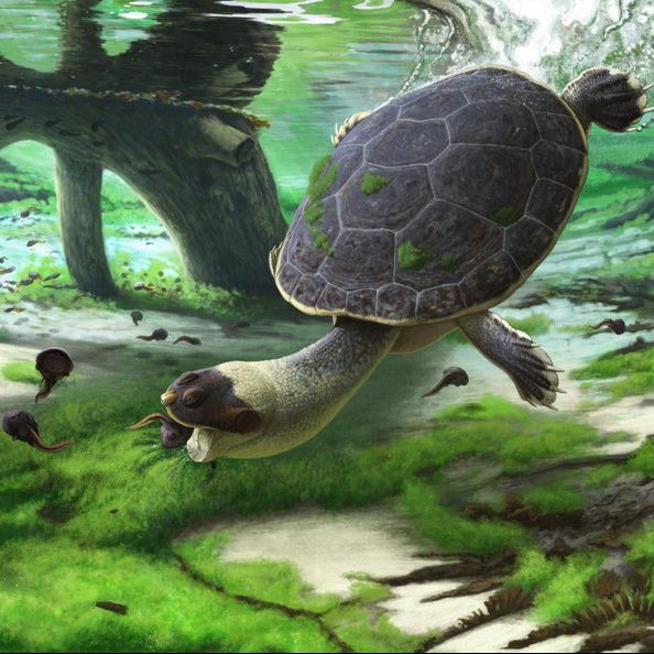 Image depicting extinct turtle that had a face of a frog