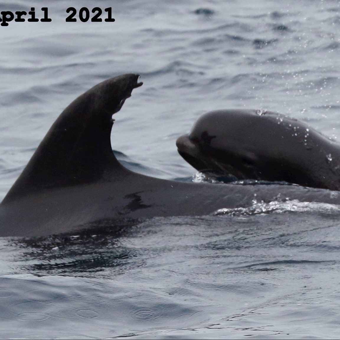Image depicting a baby pilot whale who is adopted by a dolphin because animals adopt too!