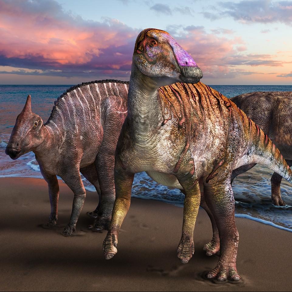Image depicting dinosaur, hardosaur