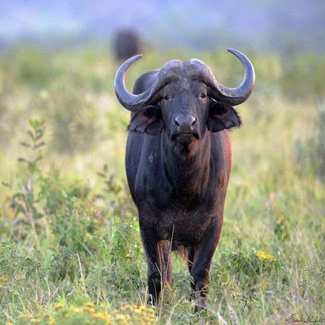African buffalo votes for decision