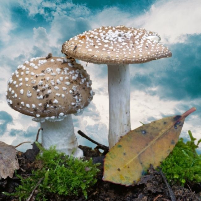 Earth was home to fungi that grew 26 feet tall