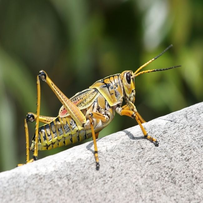 Grasshoppers existed before dinosaurs