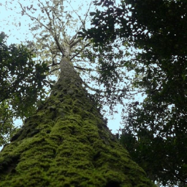 More than half of all tree species exist only in a single country