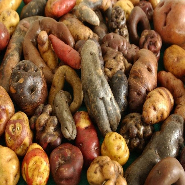 The first potatoes were grown in Peru