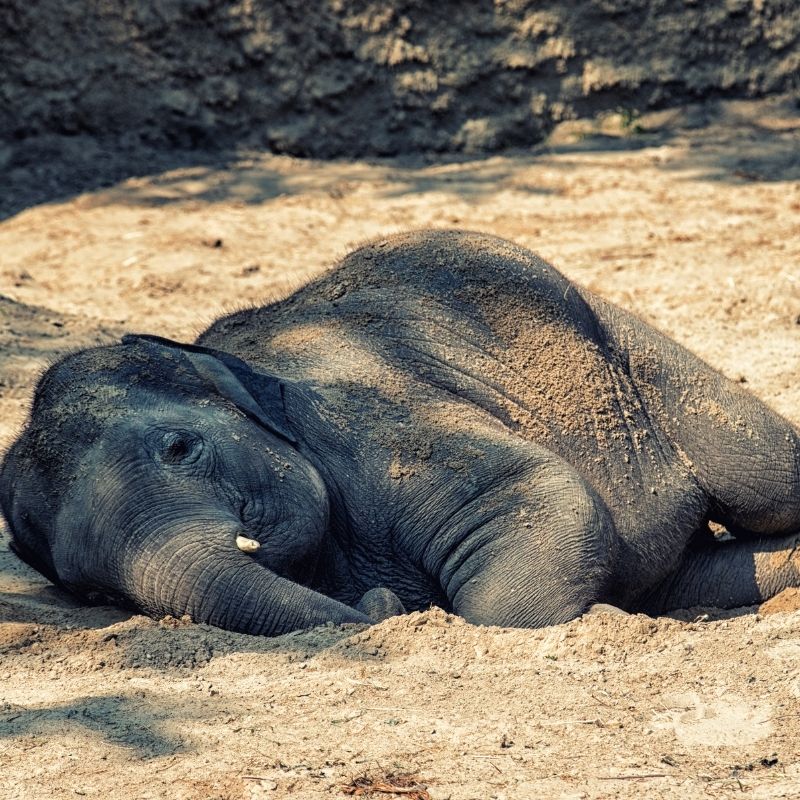Image depicting elephant sleeping after long walk, china