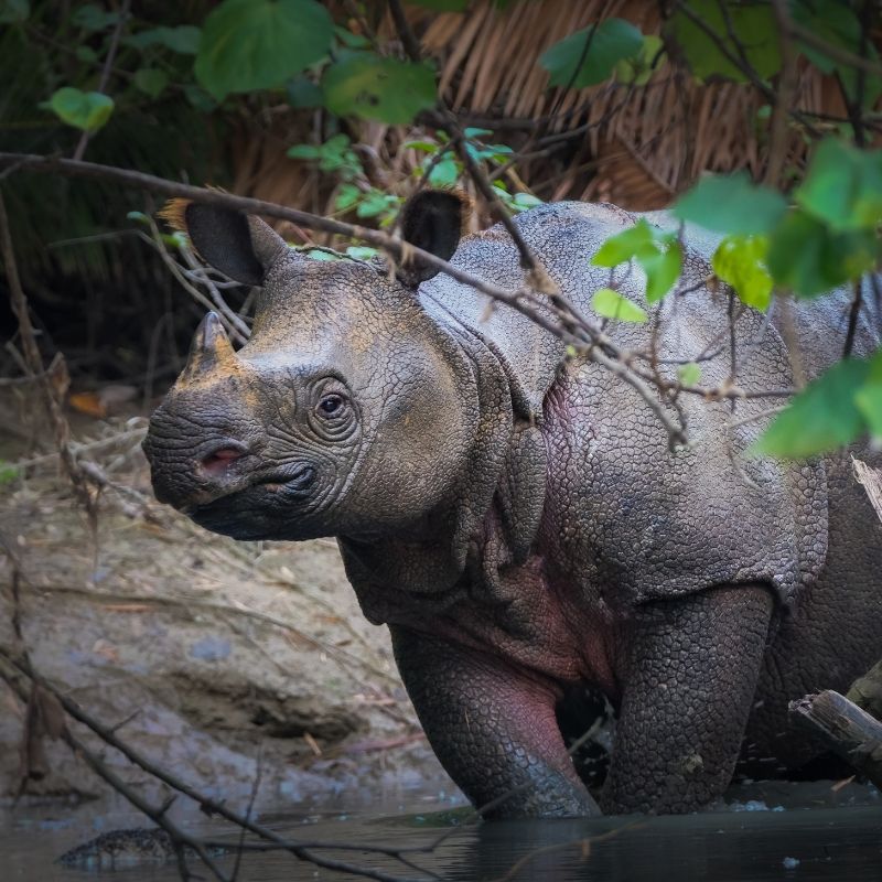Image depicting rhinos, endangered rhinoceros
