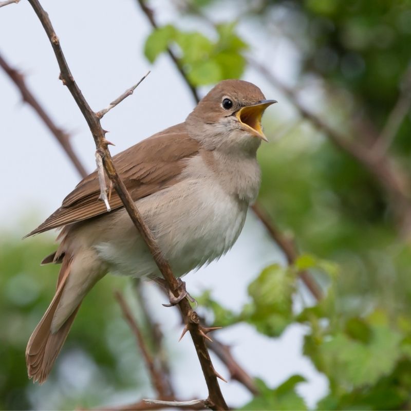 Image depicting Songbirds can sing together 'as one'