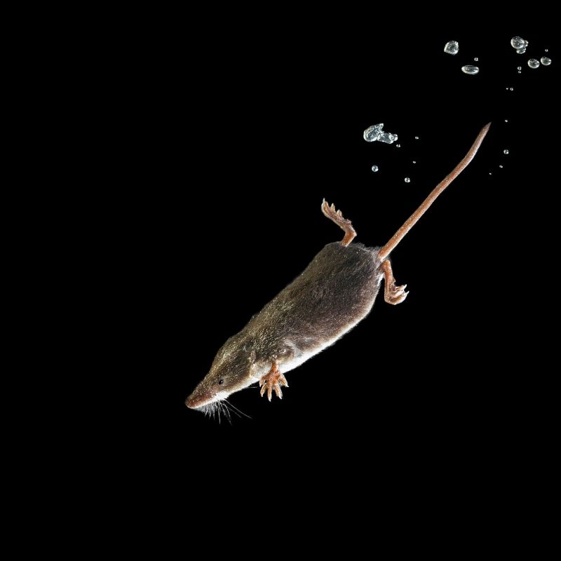 Image depicting Biologists uncover secret of world's tiniest diving mammal, water shrews, Curious Times