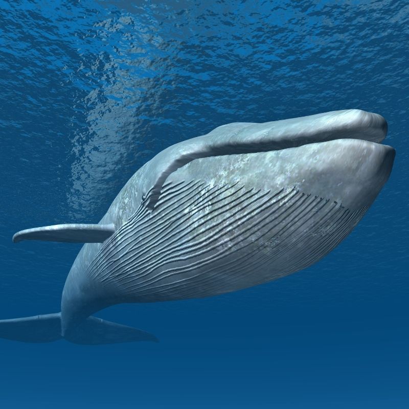 Image depicting blue whales, Curious Times