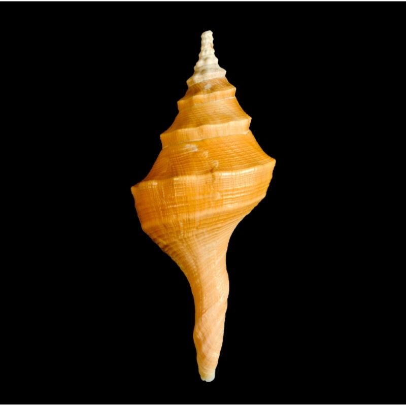 Image depicting Rare, large sea snail that washed up on river bank