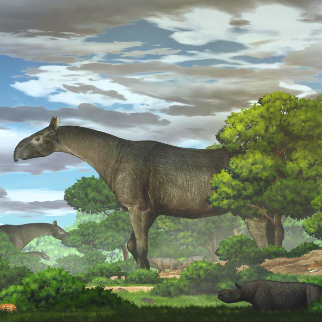 Image depicting Fossil shows giant rhino roamed Earth 26 millions years ago