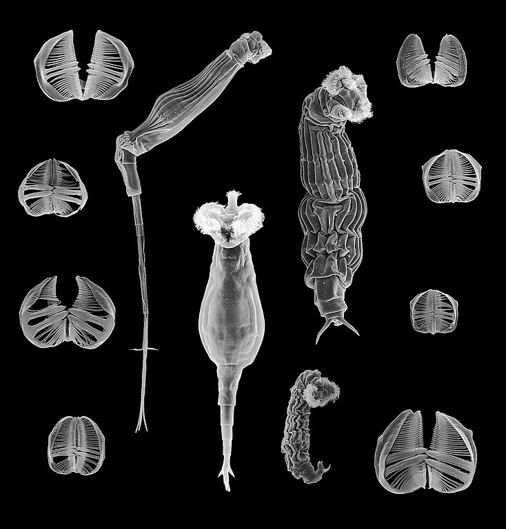Image depicting microscopic animal Bdelloid rotifer