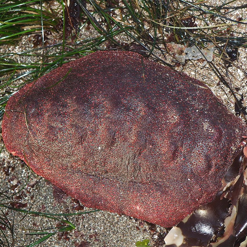 Image depicting This "wandering meatloaf" sea mollusc has teeth of iron