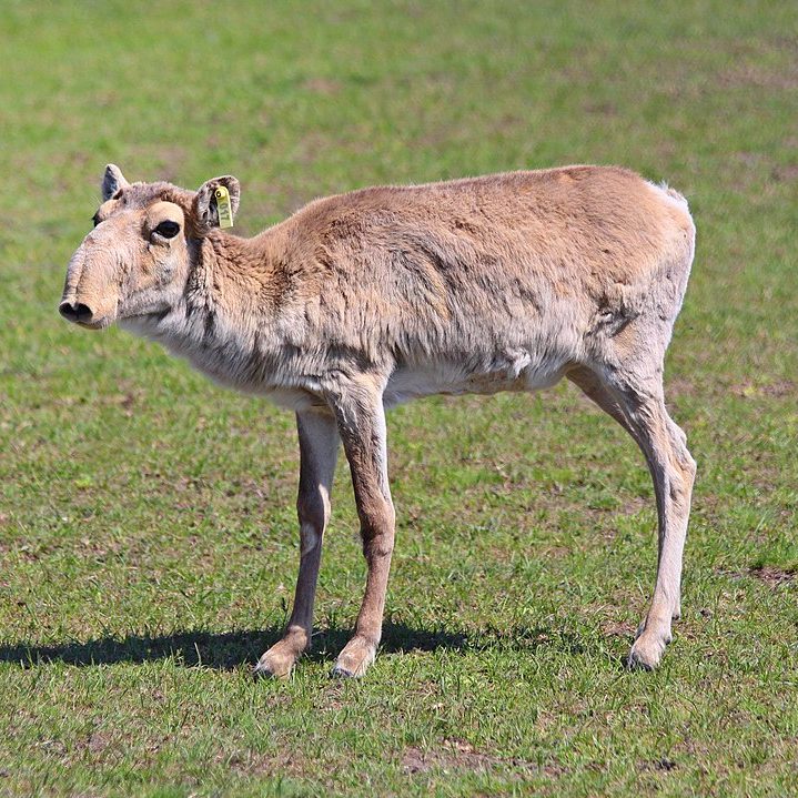 Image depicting antelope, as in, Endangered saiga antelope makes a comeback