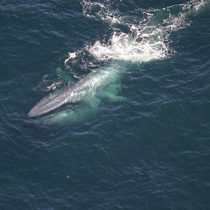 Image depicting blue whales as in Endangered blue whale songs recorded off Lakshadweep