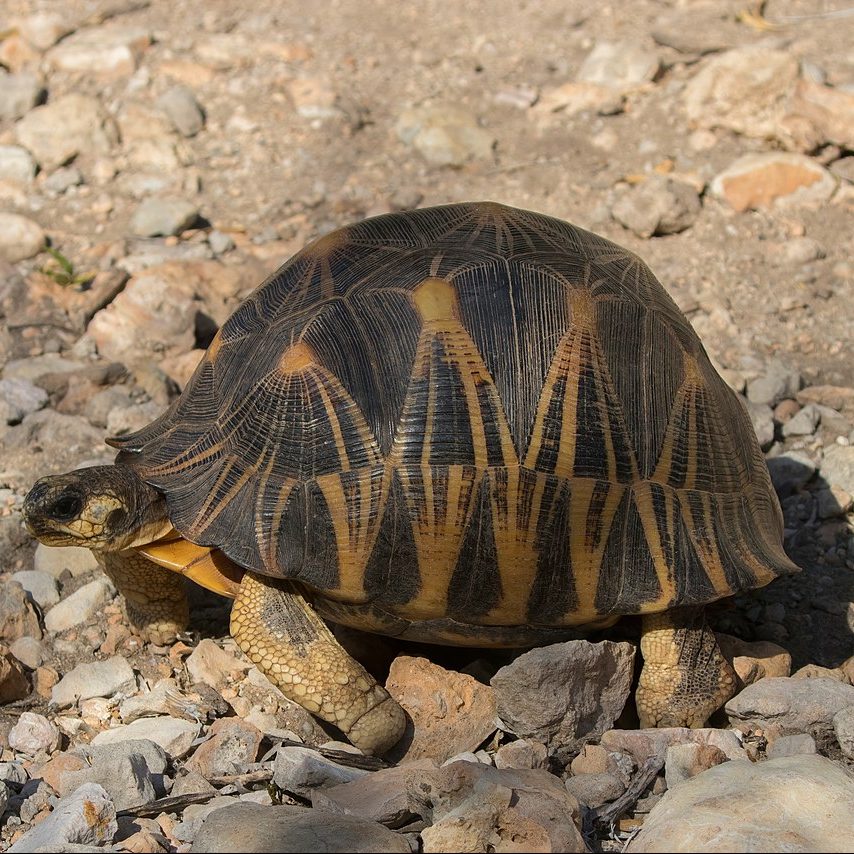 Image depicting Tortoise enjoys homemade back scratcher