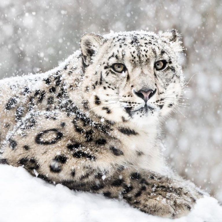 Can you spot the snow leopard in this Twitter picture? | Curious Times