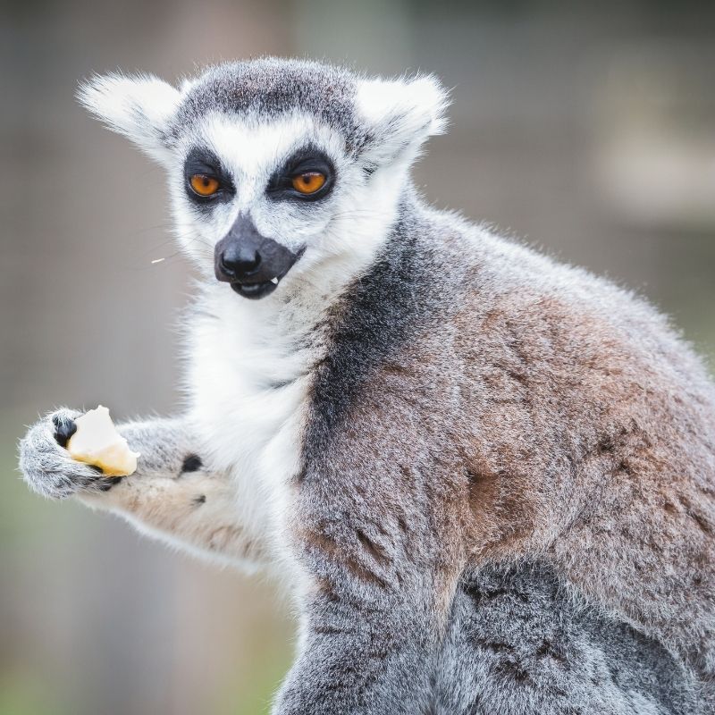 Image depicting lemurs, as in This ancient giant lemur was the size of a human