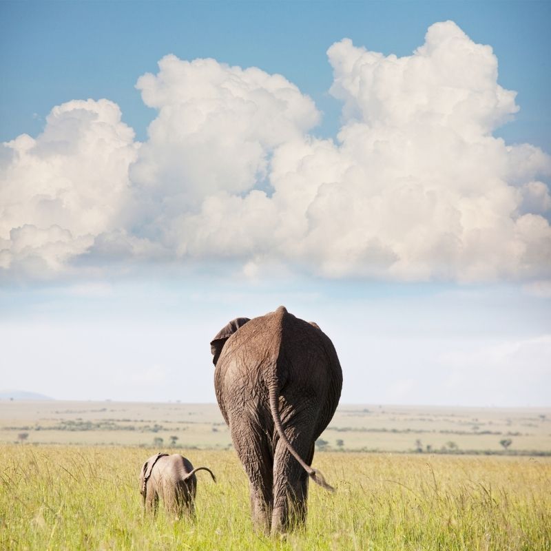 Image depicting elephants, as in, Elephants from UK zoo go back to Kenyan wild in 'world first'