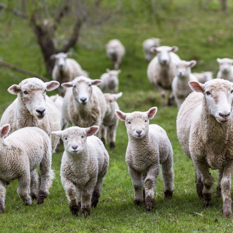 Sheep, Hadrian's Wall | Flock keeps watch at Roman wall in n… | Flickr