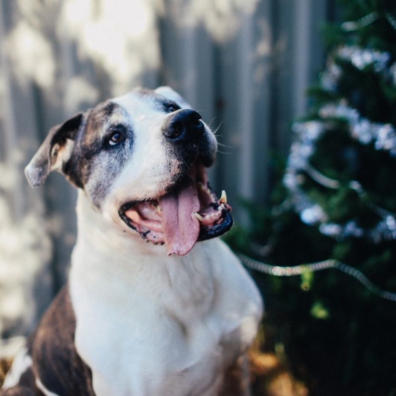 Image depicting dog, as in, Pet dog saves it's owner from coyote attack