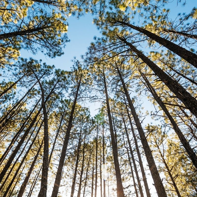 Image depicting trees, as in, Spending time among trees helps kids' brains grow