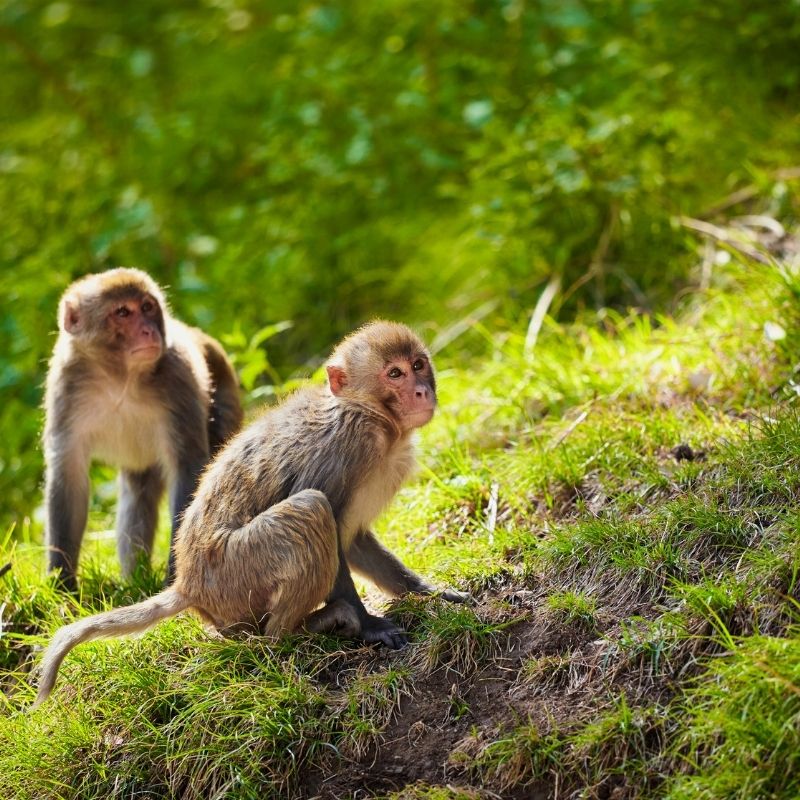 Image depicting monkey, as in, Mommy monkey tries to give baby a bath