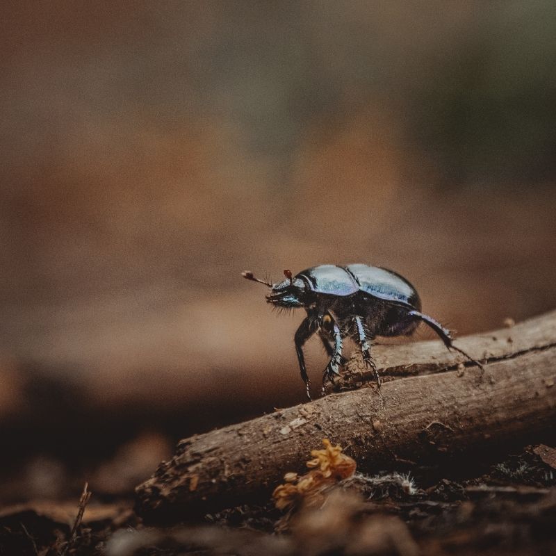 Image depicting beetle, as in Ancient beetle species is the first found in fossilized poop