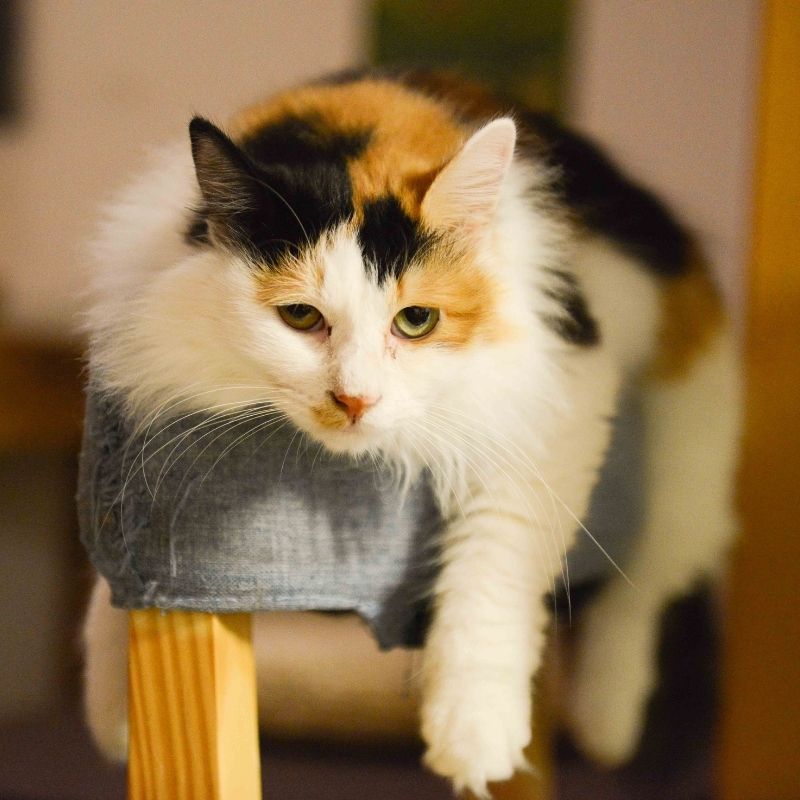 Image depicting cat as in Billboard shows a giant 3D cat in Tokyo