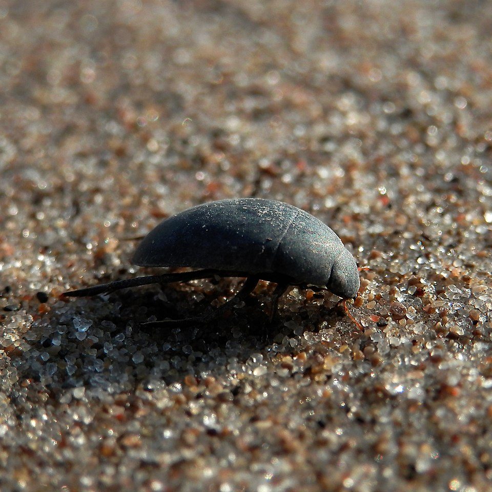 Image depicting beetle as in This beetle can walk upside down on the underside of water