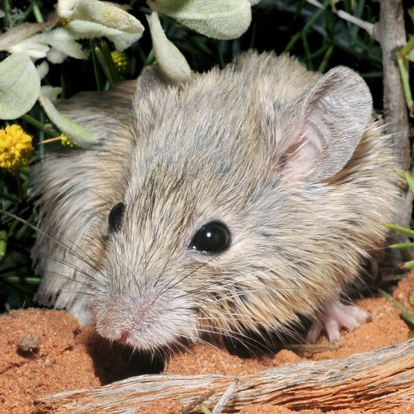 Image depicting mouse in Australia, thought to be extinct