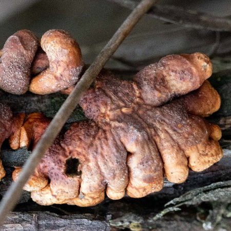 Image depicting unique 'zombie fingers' fungus that is highly endangered