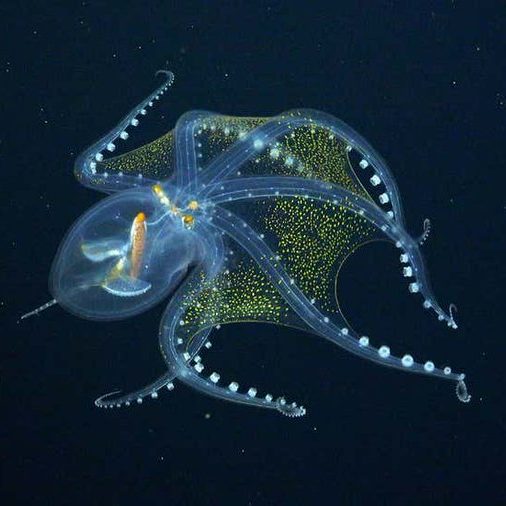 Image depicting octopus, as in, Underwater robot films beautiful rare glass octopus