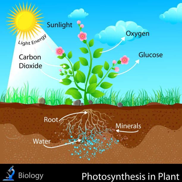 Image depicting Nutrition and Plants