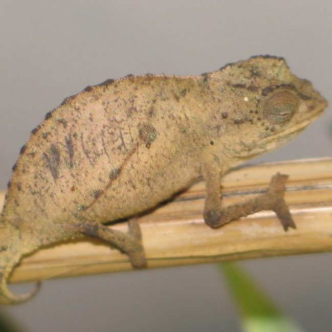 Image depicting World's rarest chameleons are found alive