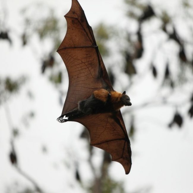 Image depicting Baby bats babble just like human babies 