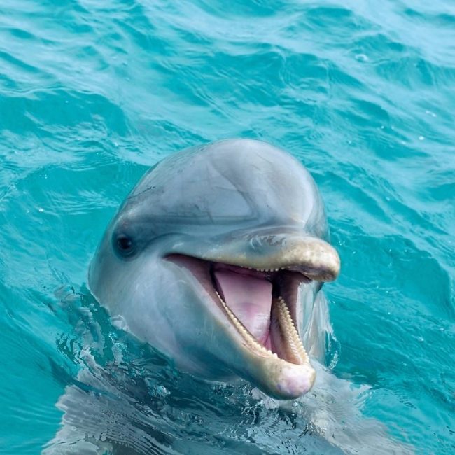 Image depicting Swimmer found surrounded by dolphins after being at sea for 12 hours