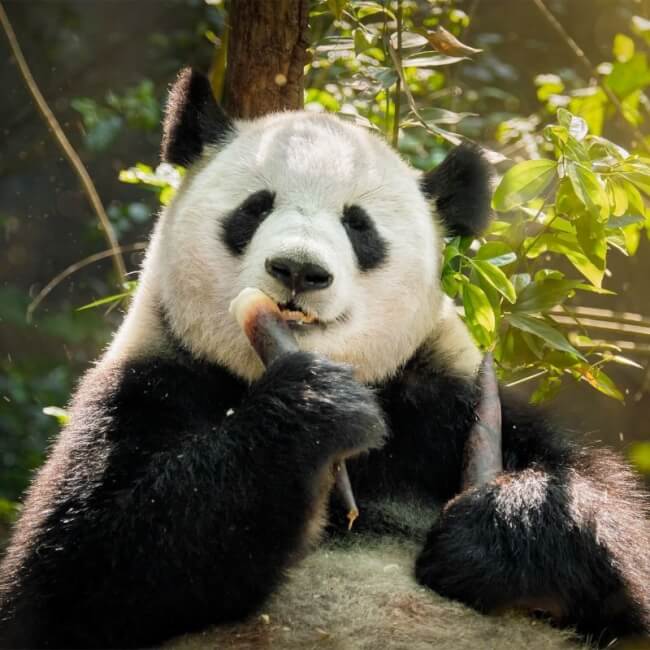 Image depicting giant panda, as in, World's oldest zoo panda celebrates turning 35