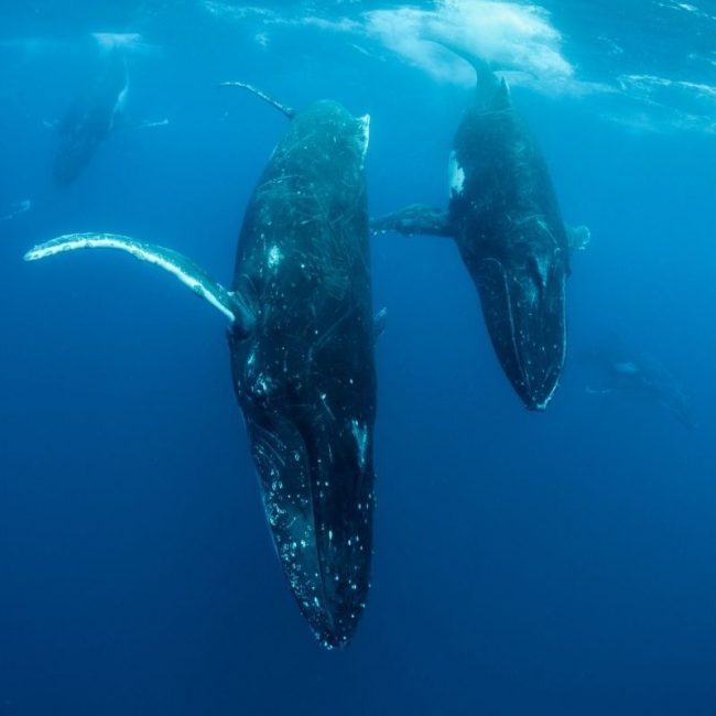 Image depicting humpback whale, as in, Watch a video: Swimmer gets visited by humpback whale