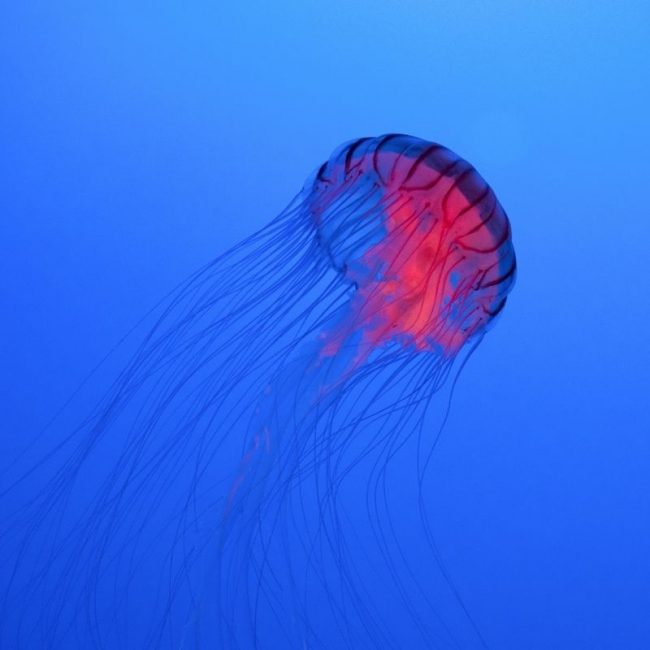 Image depicting Mysterious blood-red jellyfish may be a rare, new species