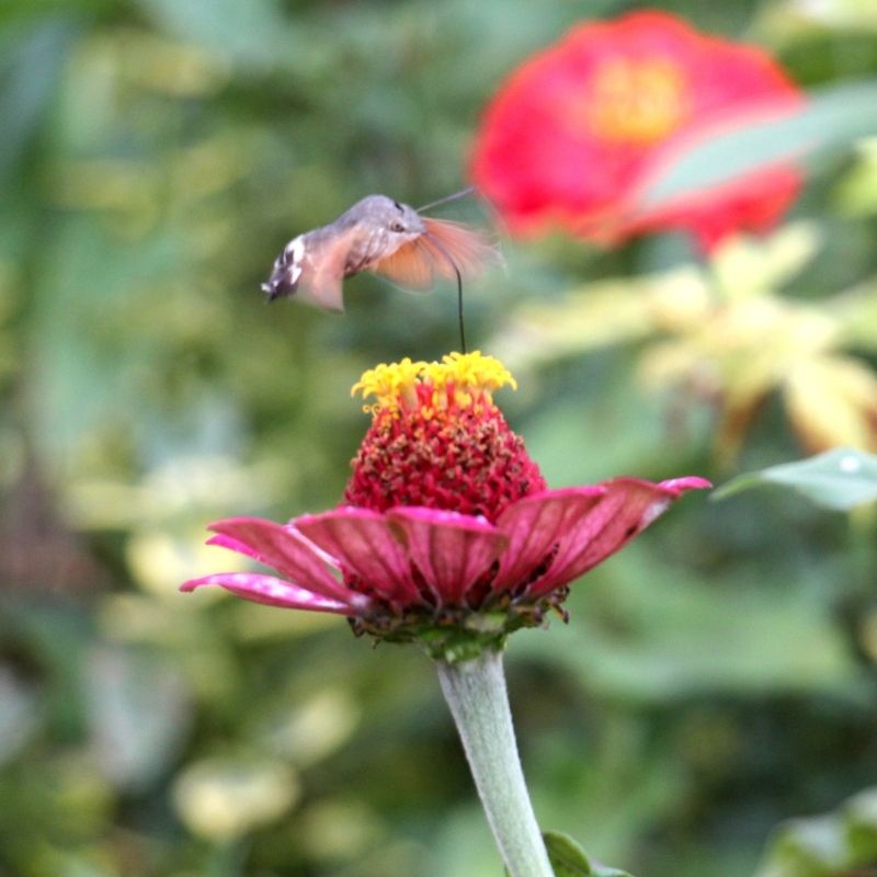 Image depicting Artificial light pollution leads to insect loss