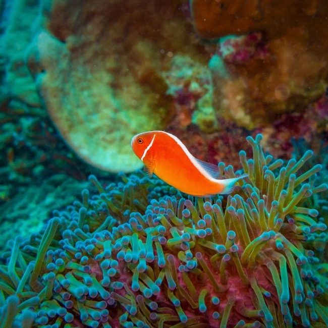 Image depicting coral reef, as in, Oldest coral reef discovered in the Great Barrier Reef